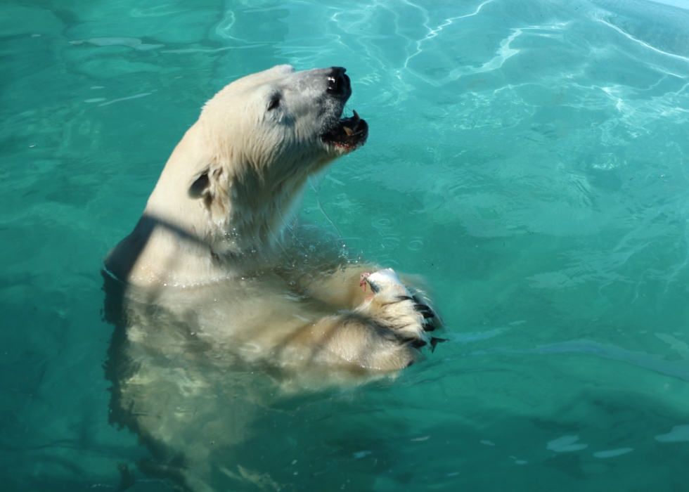 北海道の動物園 水族館 熊牧場 観光牧場 動物公園 などを全てご案内 北海道の動物園 水族館